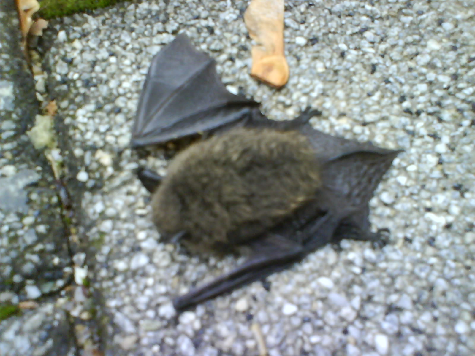 a small brown bat is on the ground