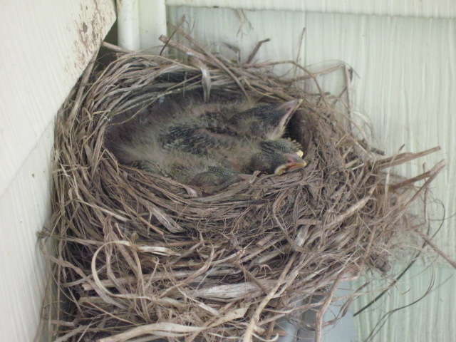 a bird nest has a nest with small birds in it