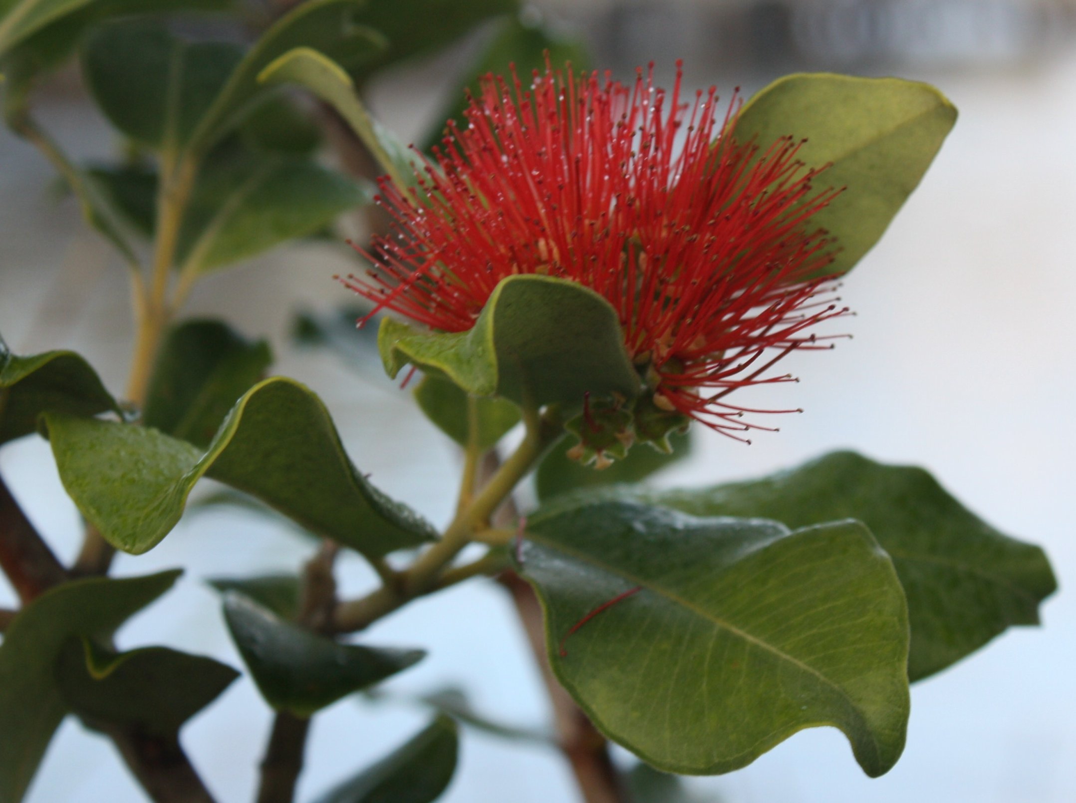 there is a close up of a flower and leaves