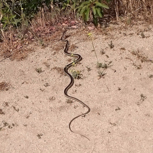a snake is curled up in the sand near some weeds