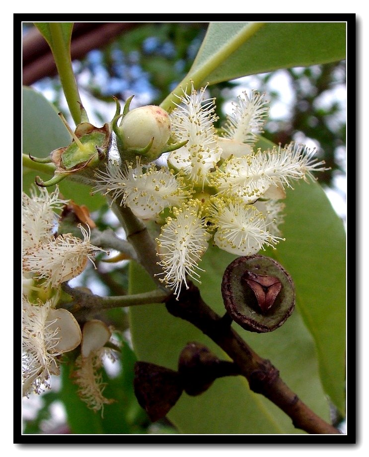 close up view of flowers on a small tree