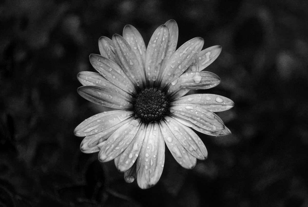 a large white flower with water drops on it