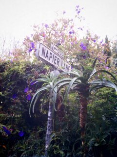 street signs, palm trees, and bushes are displayed