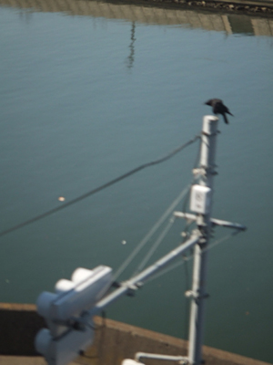 there is a bird sitting on the wire of a pole next to water
