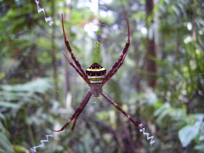 a close up image of a large spider on its web