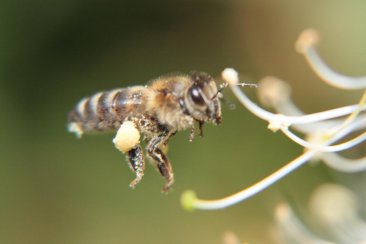 a bee is flying off of a tree