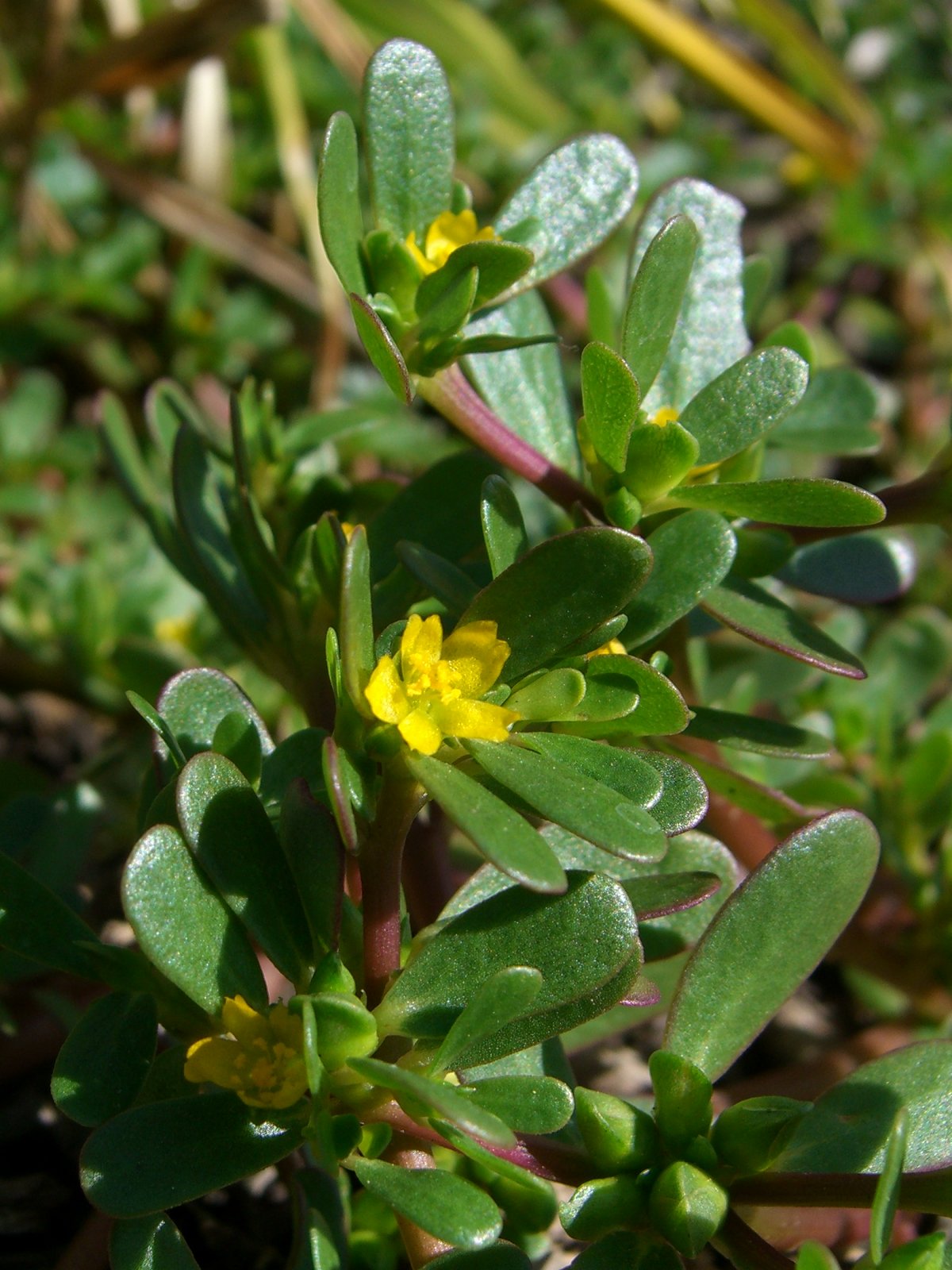 small flowers are blooming in a grassy area