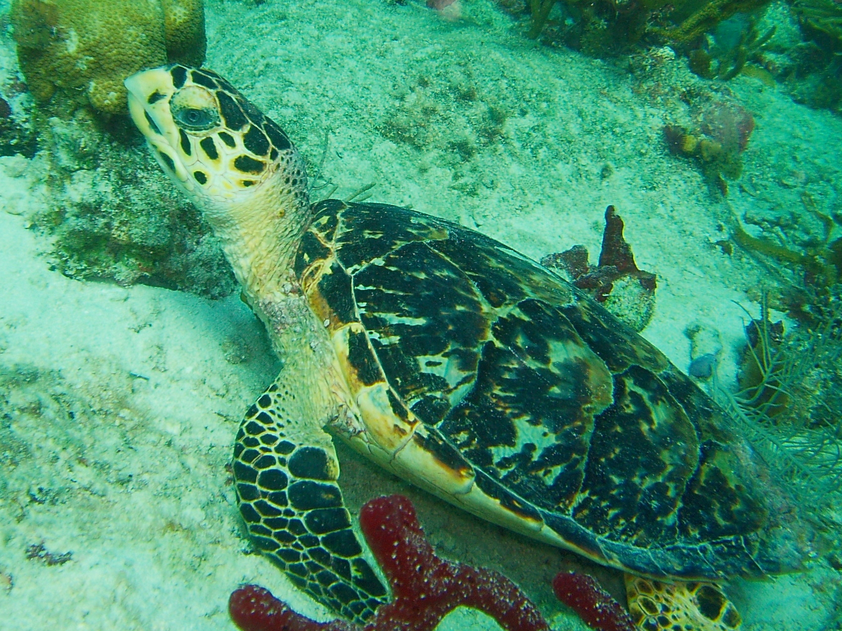 a sea turtle in the corals on the ocean floor