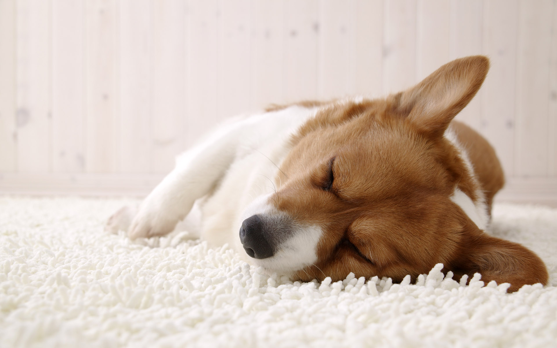 a dog sleeping on top of a fluffy rug