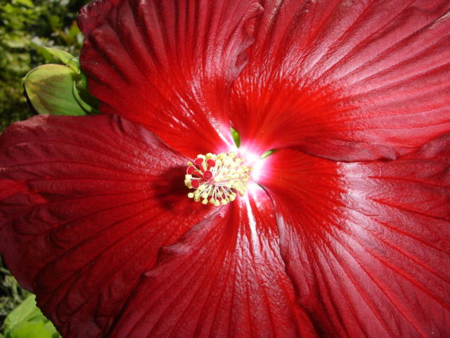 a large red flower is surrounded by green foliage