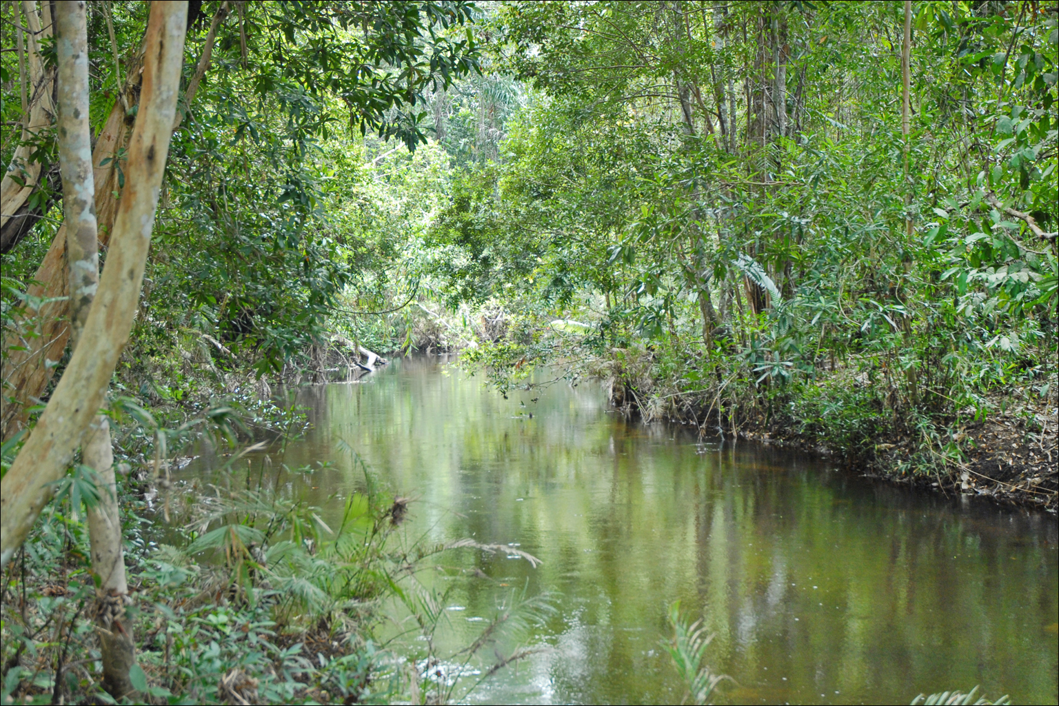 a green river surrounded by trees and grass