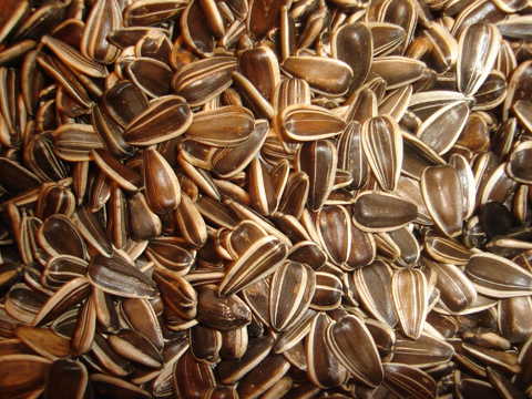 seeds are seen close up and scattered on a surface
