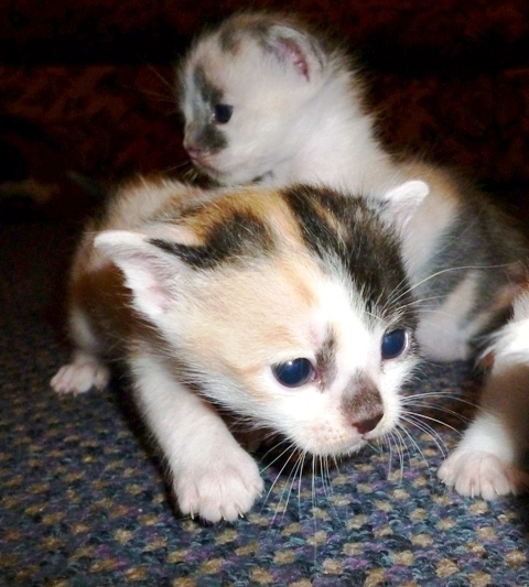 kitten with blue eyes lying down in front of another kitten
