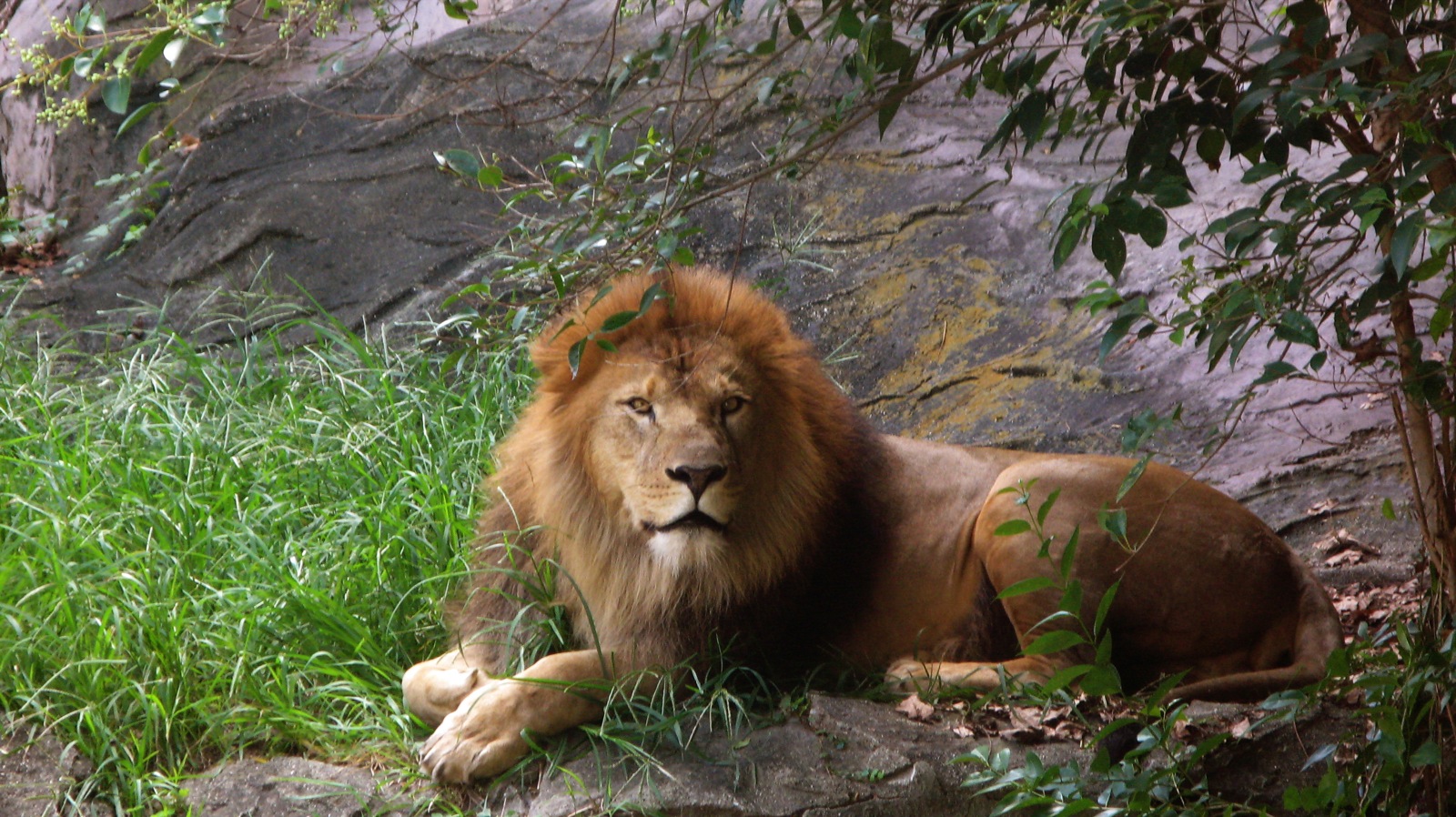 a male lion is resting in the grass in front of a rock