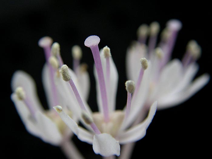 close up of the stamen structure of a flower