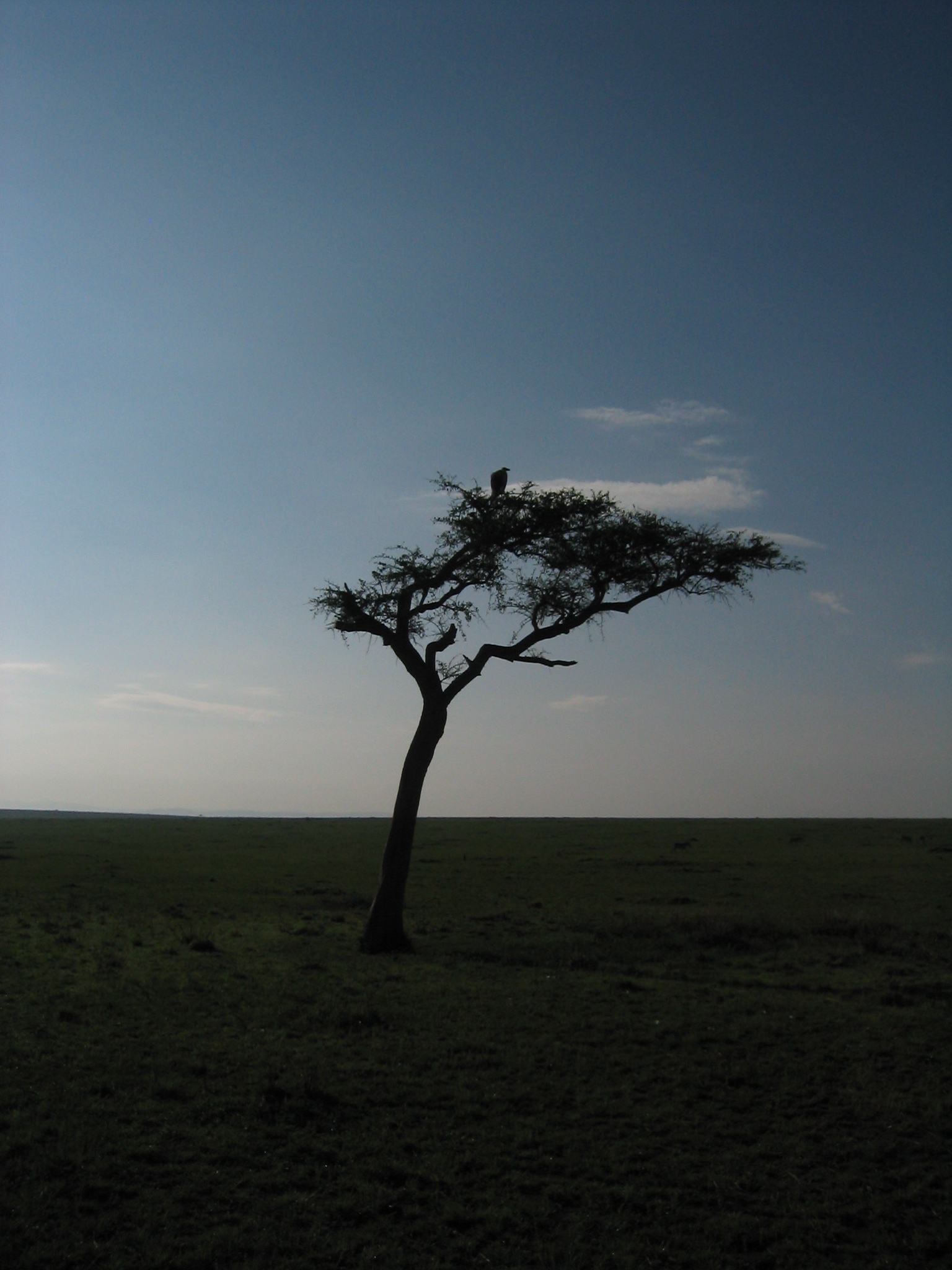 a bird is sitting on top of the tree