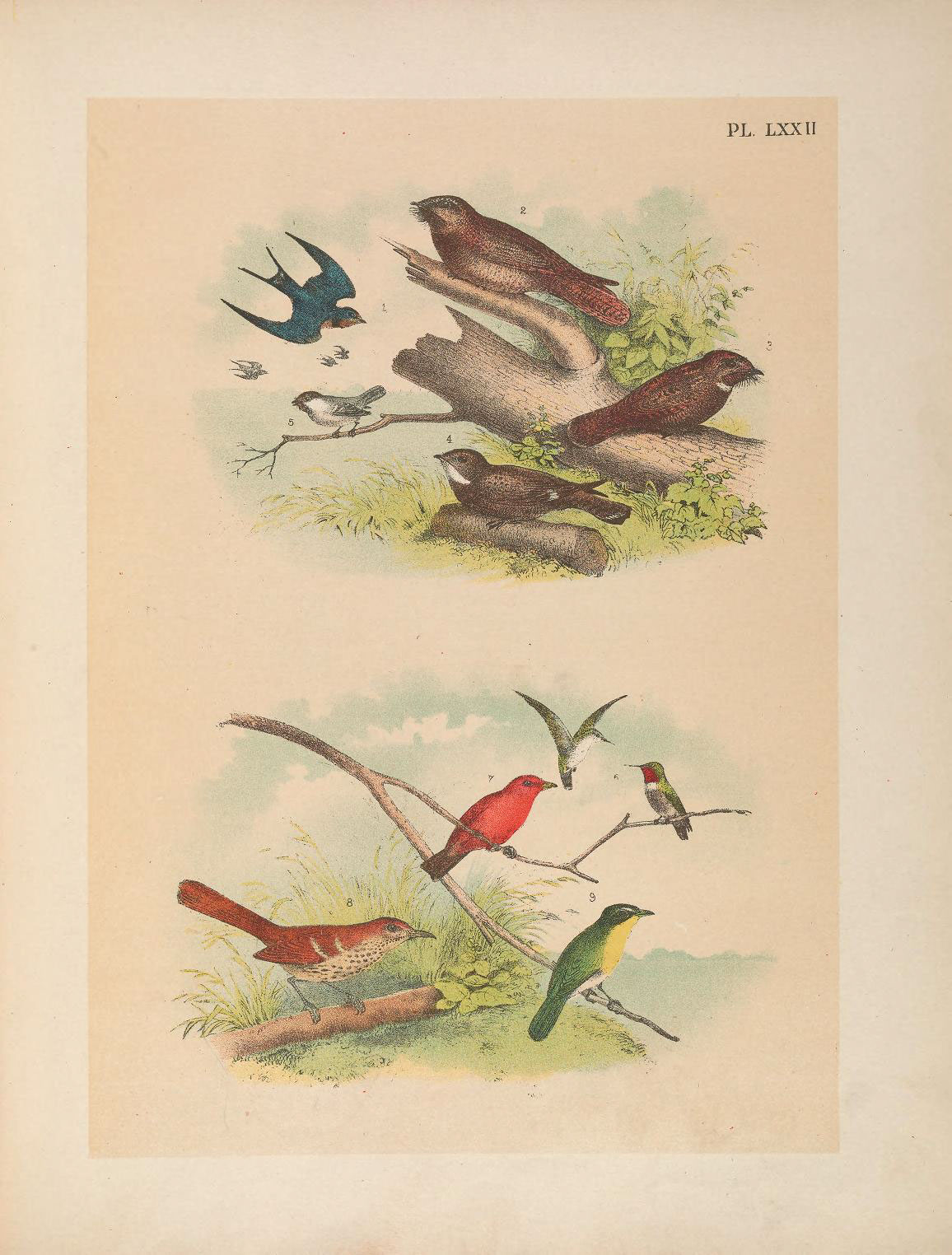three different color drawings of birds, one red one blue