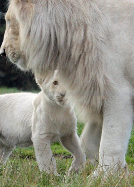 a large white lion standing next to a baby lamb