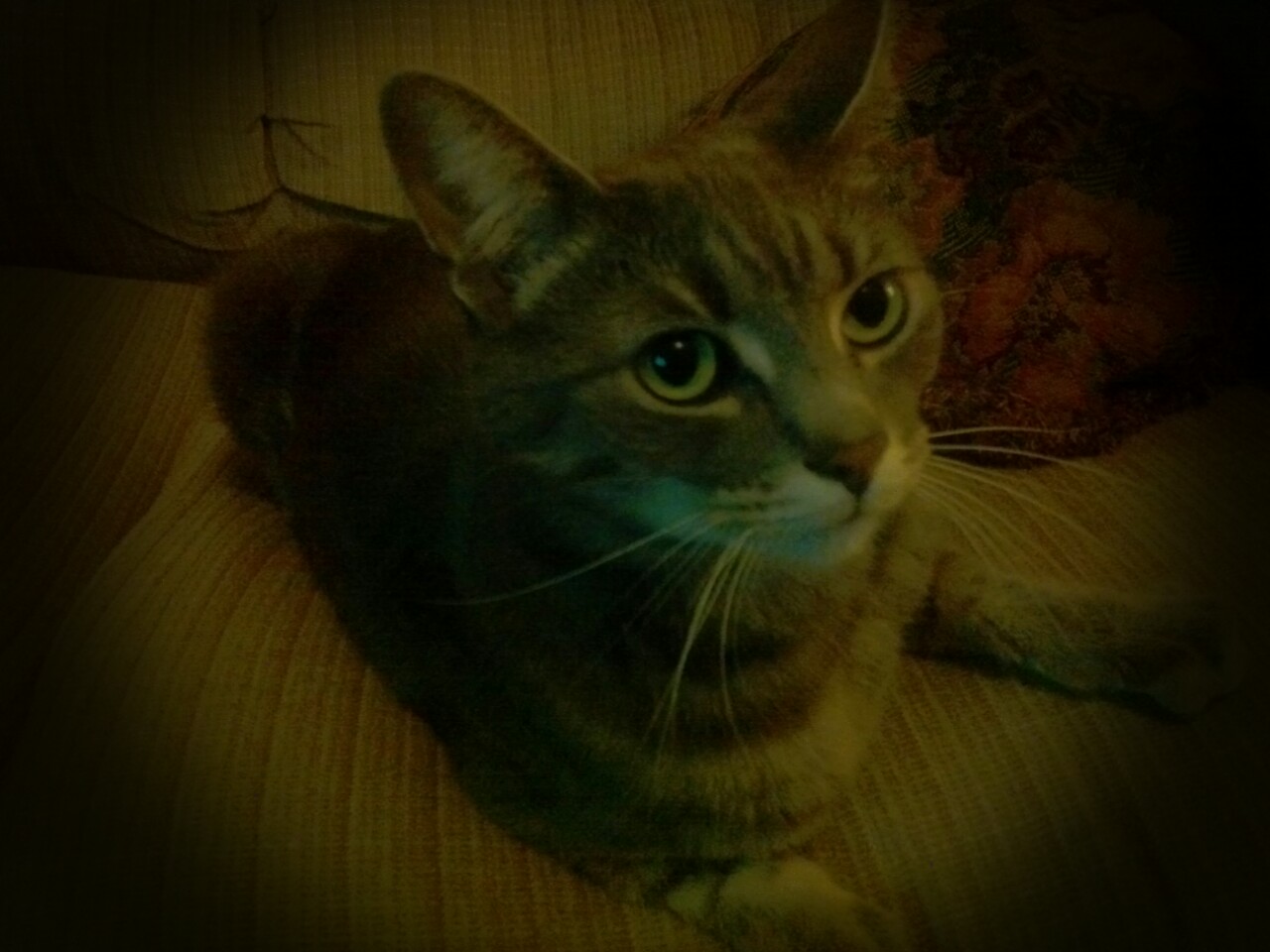 a brown cat is lying down with a blurry background