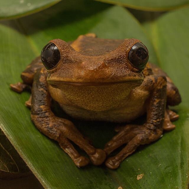 there is a frog that is on top of a leaf