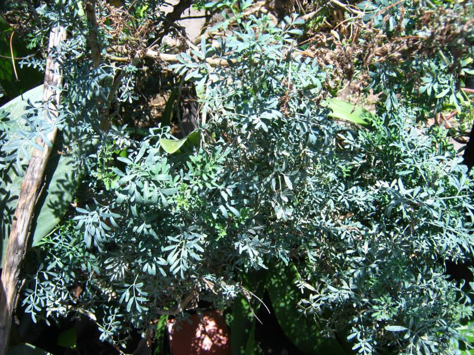 a group of small green plants and trees