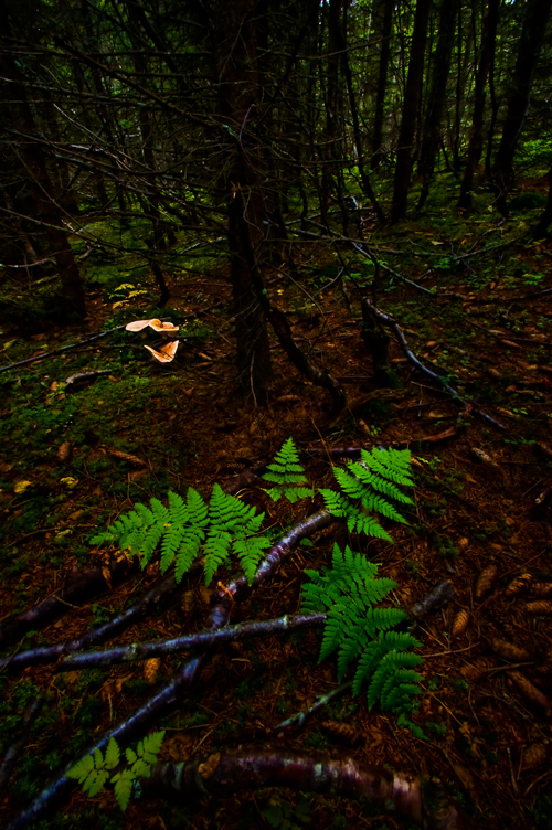 ferns and leaves in the middle of a forest