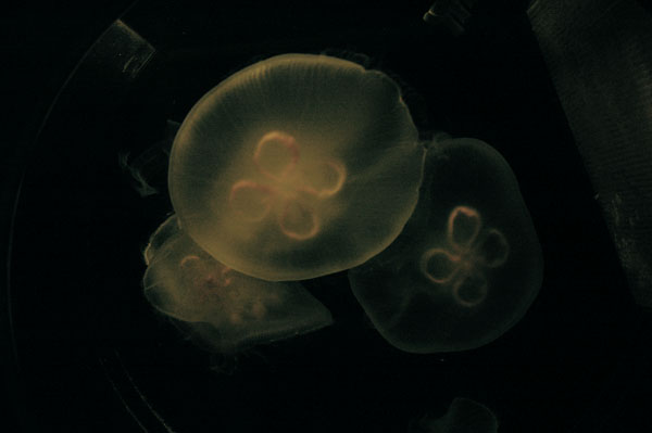 three jellyfish swimming in an aquarium next to each other