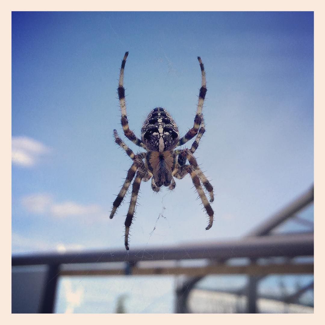 a spider hanging from a high web on a blue sky