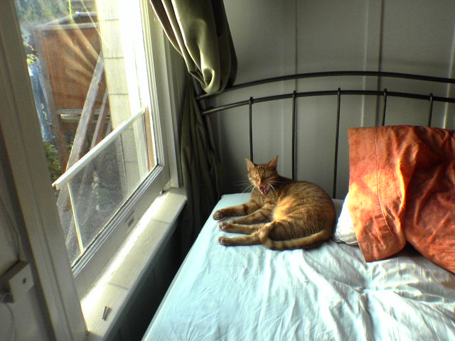a cat laying on a bed in front of a window
