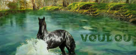 a horse that is standing in a river