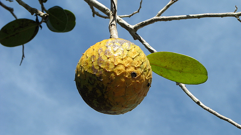 an avocado hangs from a tree in the blue sky