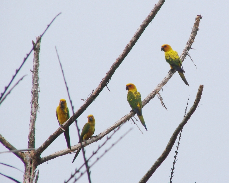 four birds are perched on the nches of trees