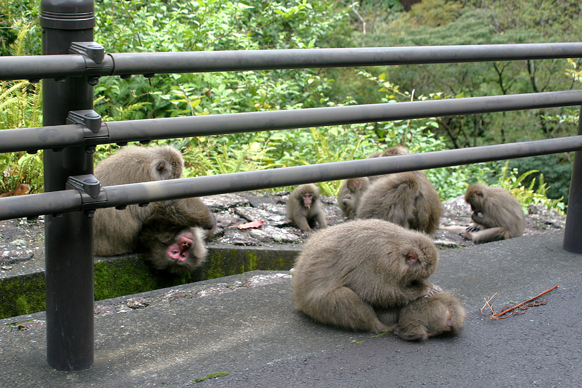 several monkeys sit by a fence with their mouths open