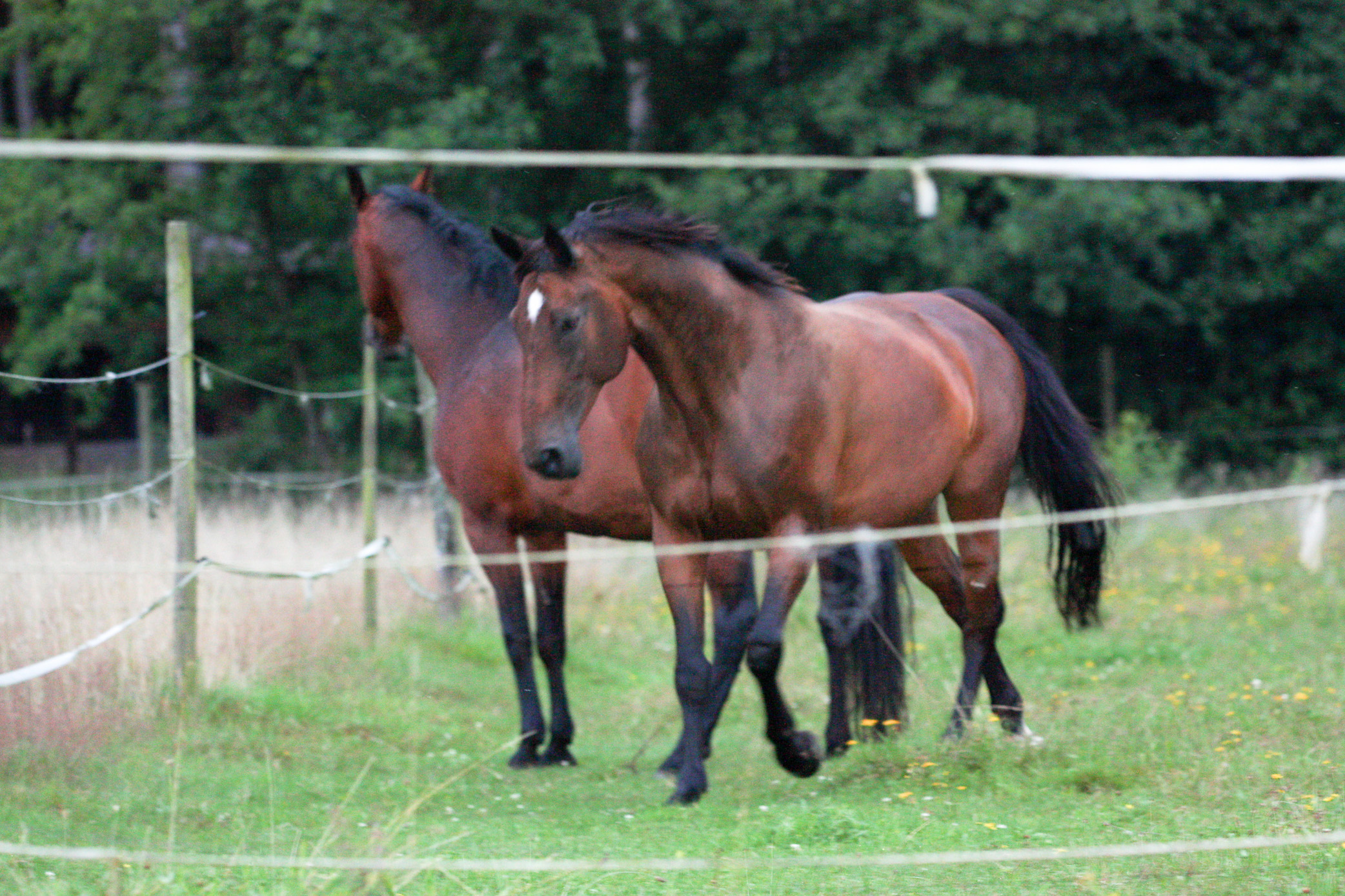 two horses standing next to each other in a field