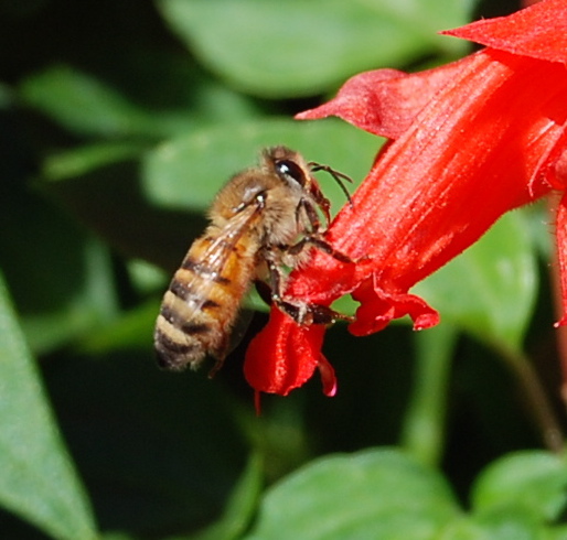 a bee is sitting on a red flower