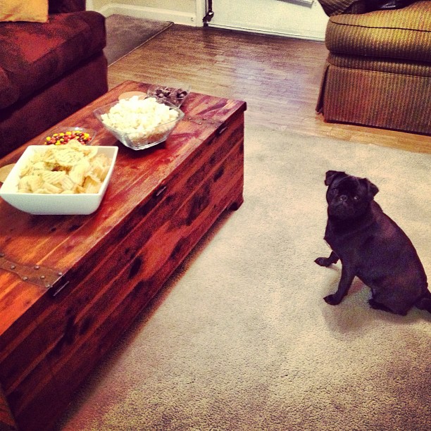 a dog sitting in the living room looking at food