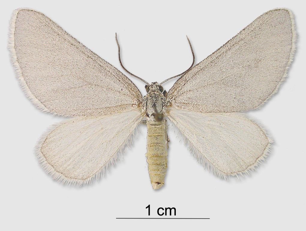 a white insect with a long antennae on the side