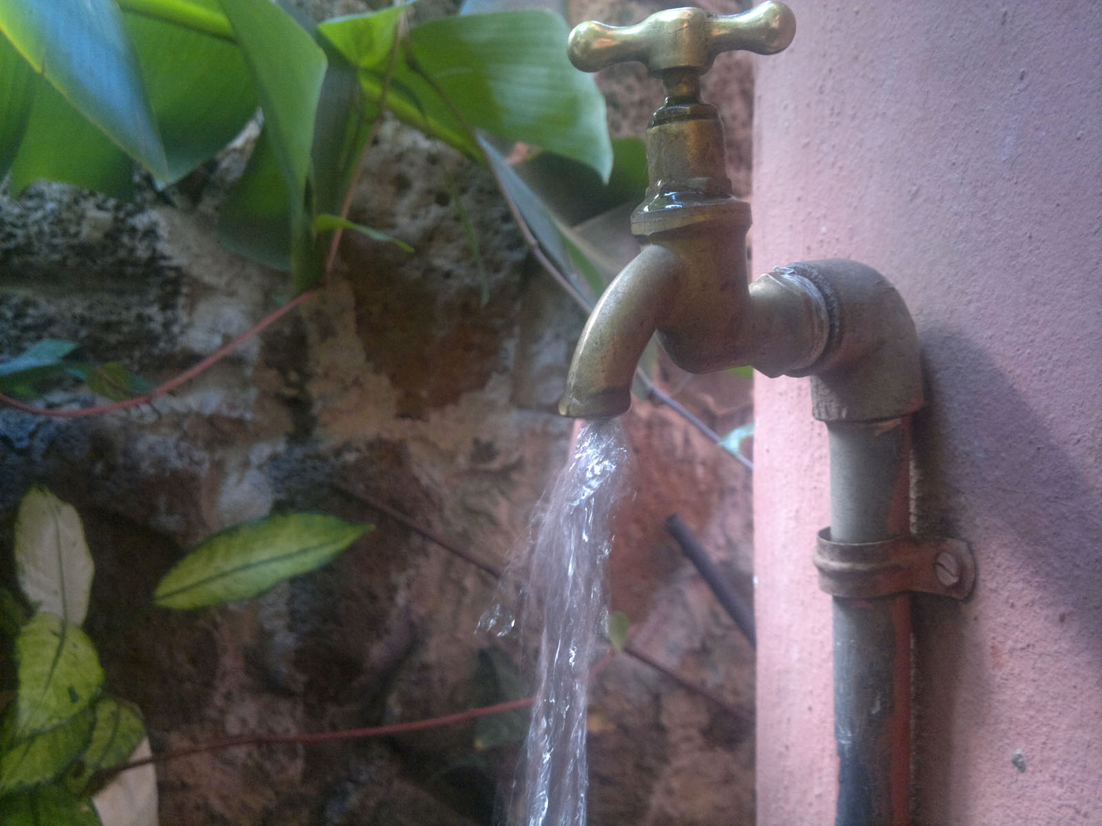 water is spouting from the pipe near the tree