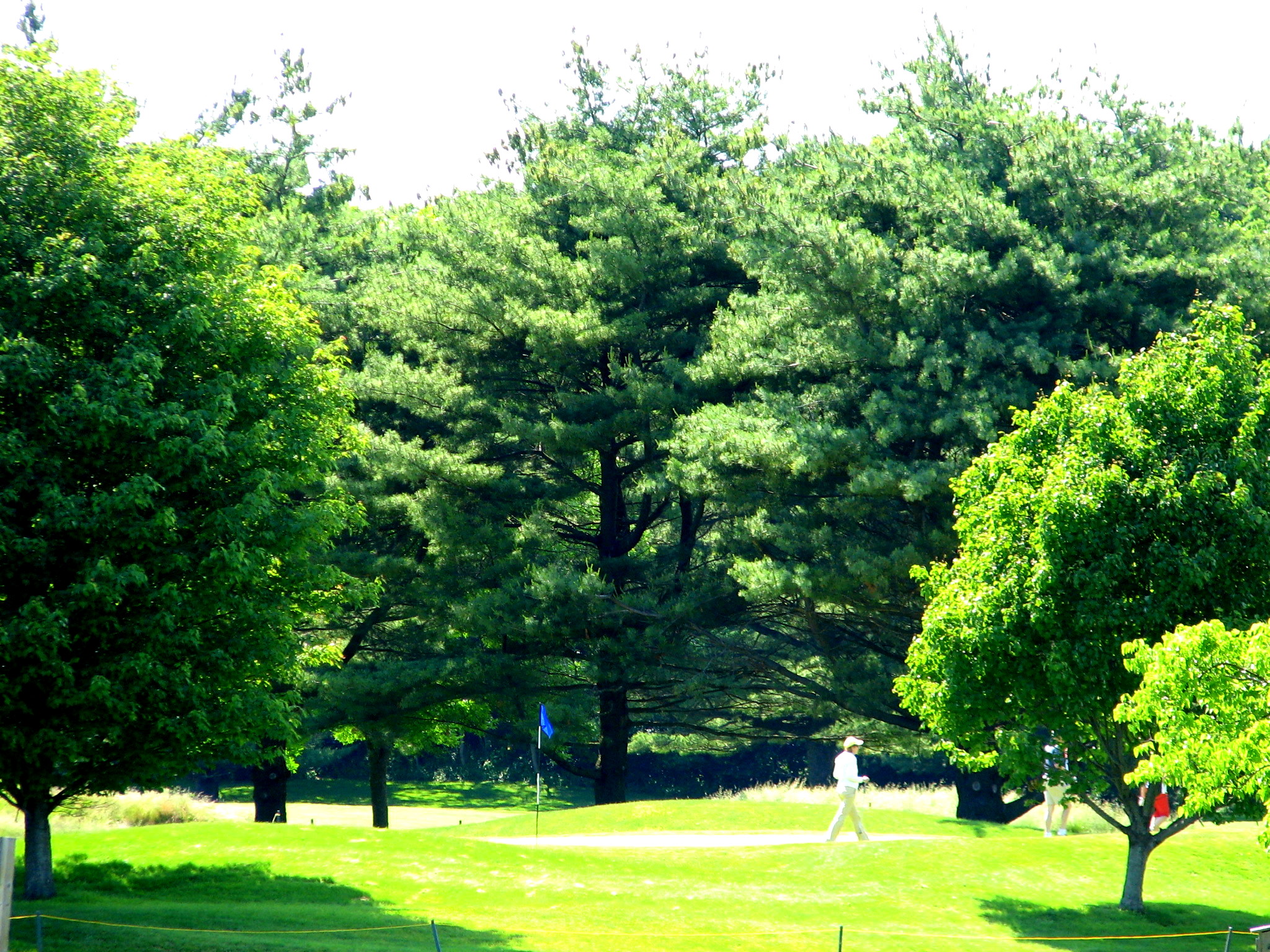 a person is playing on the grass near trees