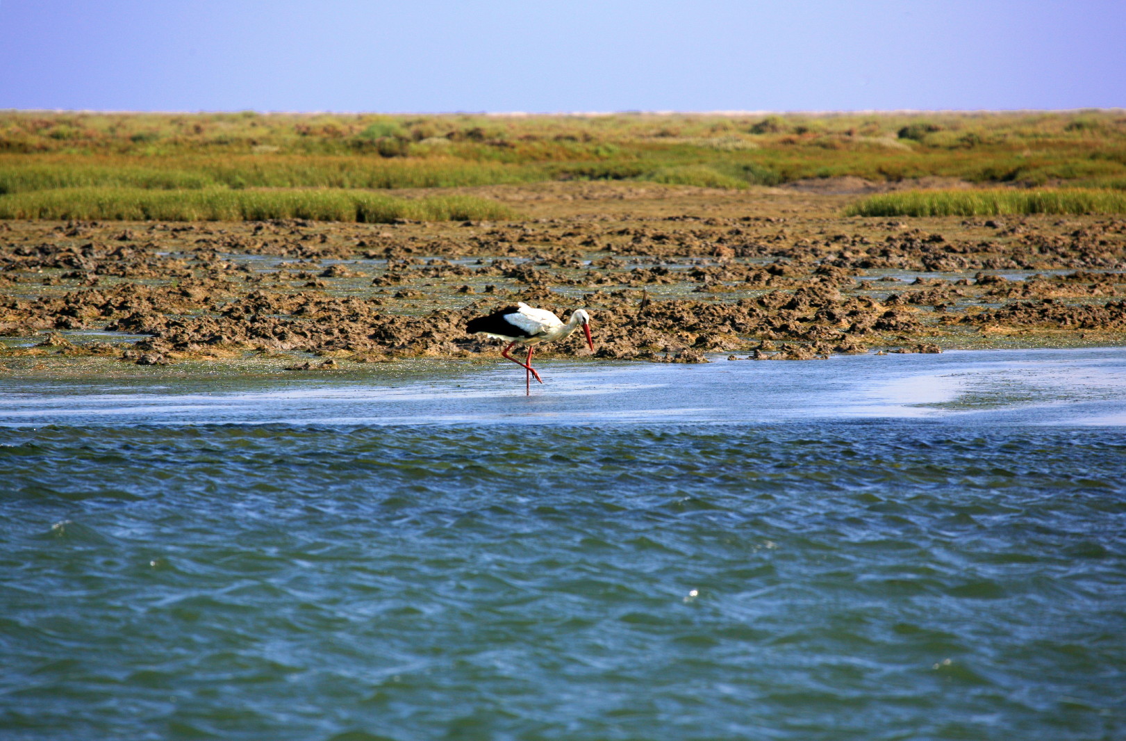 a bird walking in the water near some shore