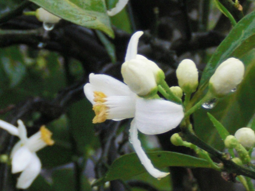 a white flower with yellow stamen surrounded by green leaves