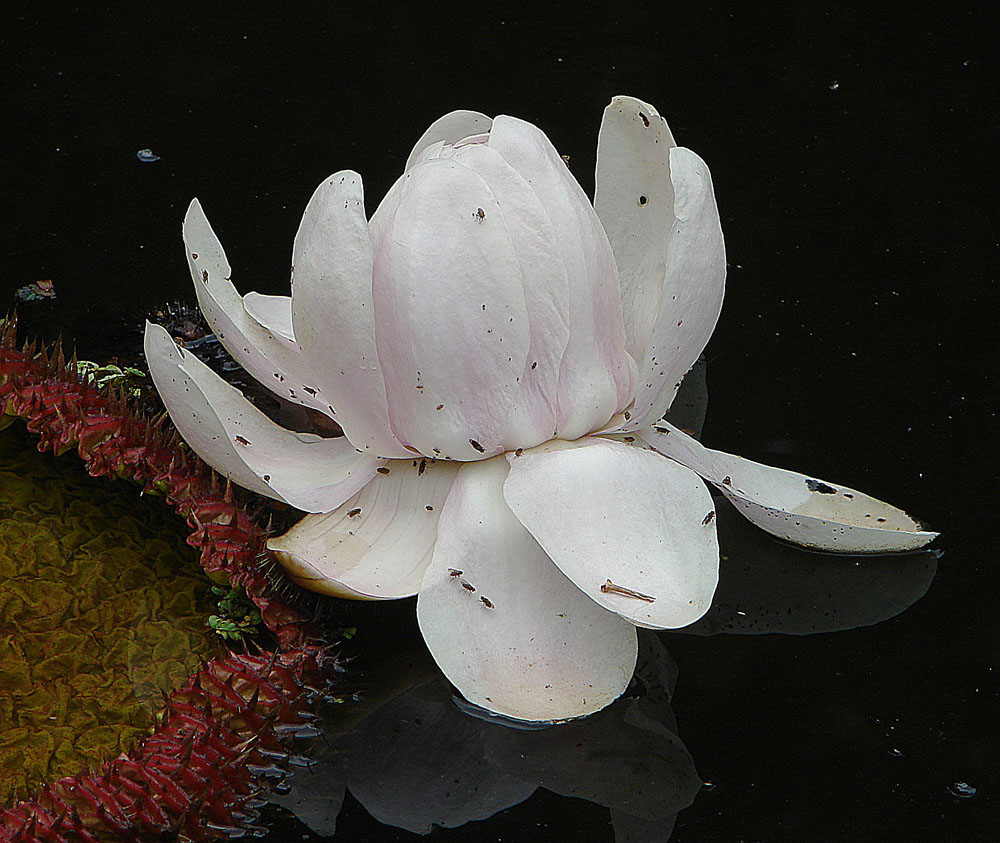 an image of a flower that is blooming from it