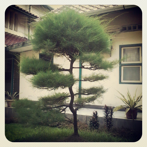 a lone pine tree on the corner of a house