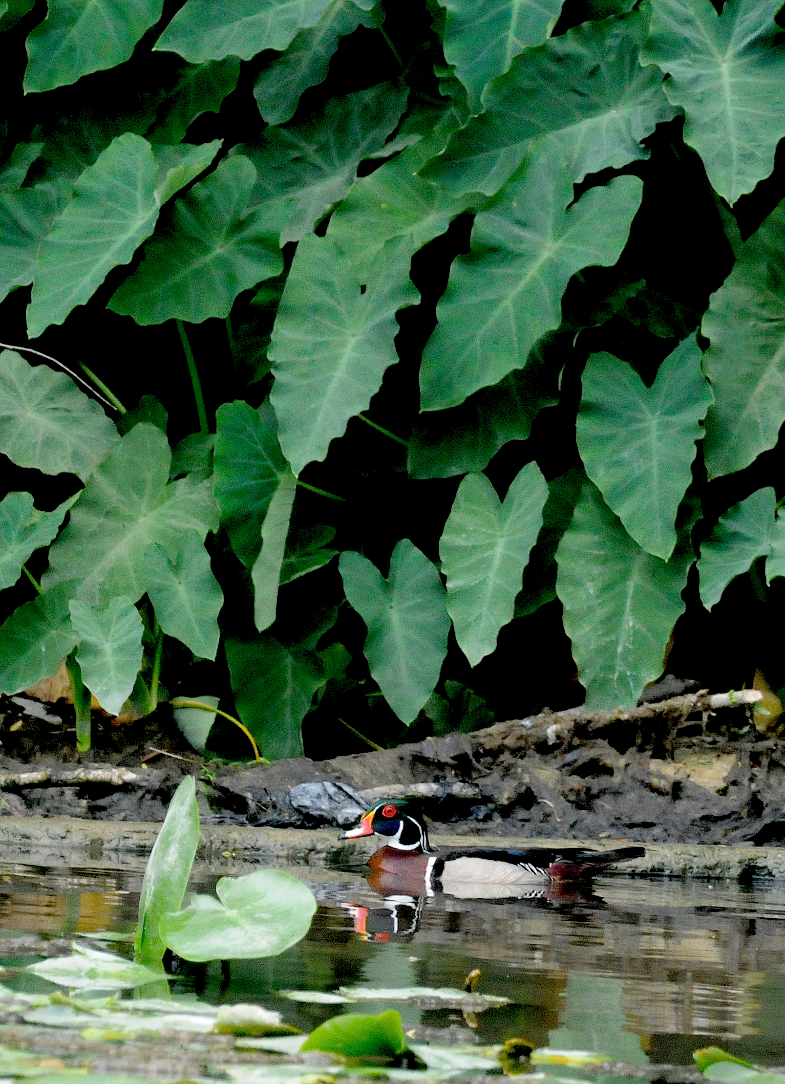 a bird standing in the water beside leaves