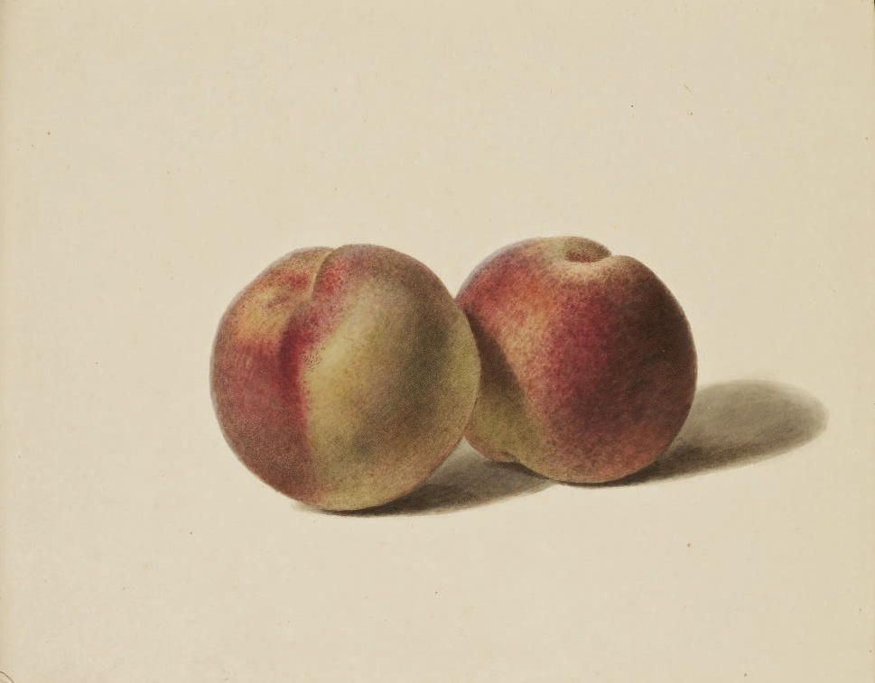 the painting shows two peaches, one yellow and one orange