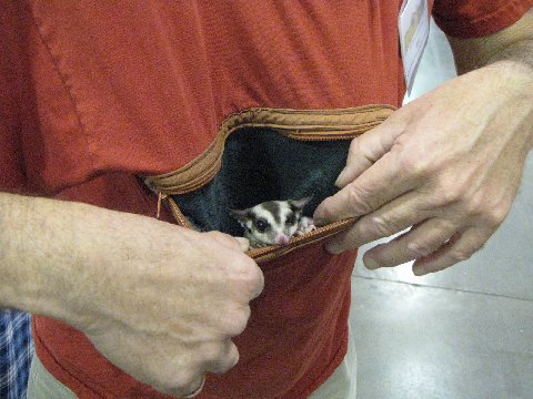 a close up of a person holding a small animal