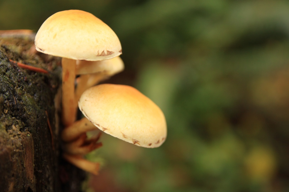 three mushrooms growing on the tree in the forest