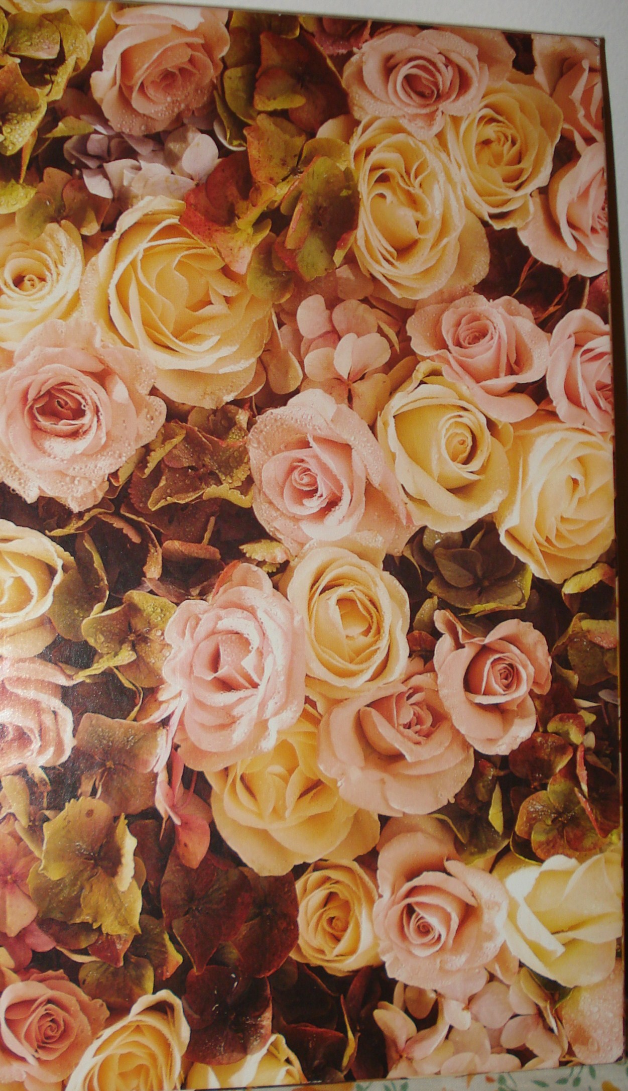 many pink and yellow roses on a white wall