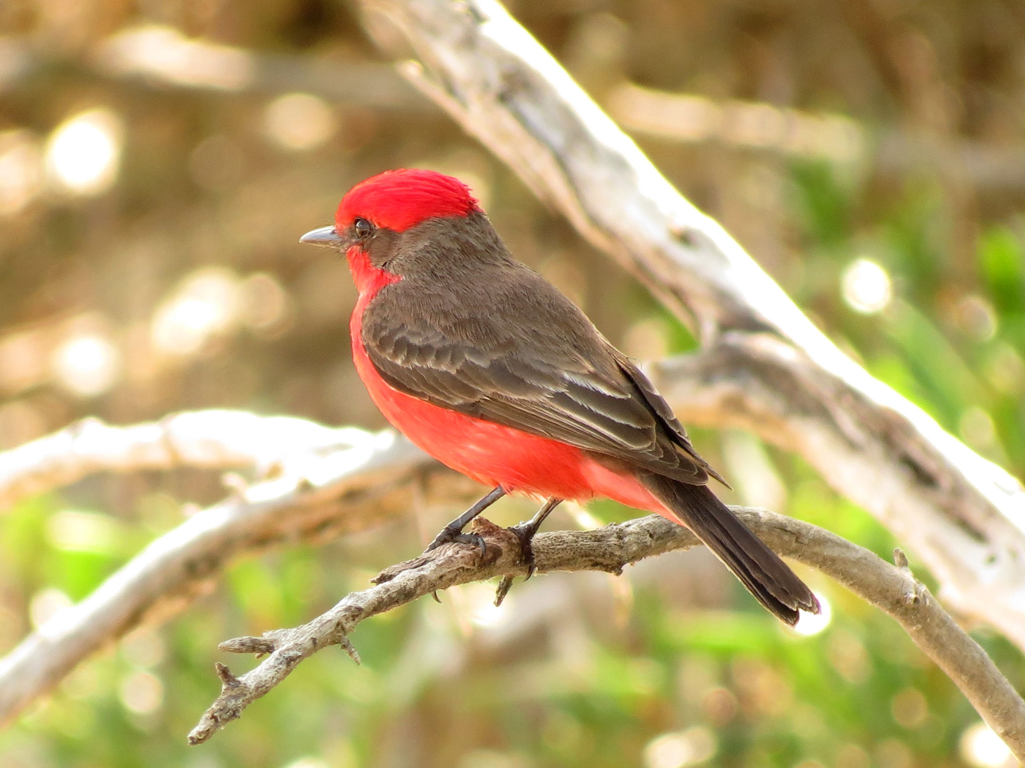 a red bird is sitting on a small tree nch