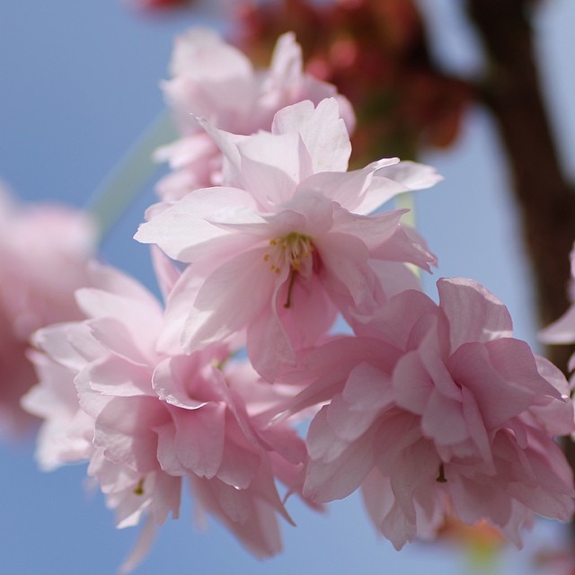 pink blossoms with the sky in the background